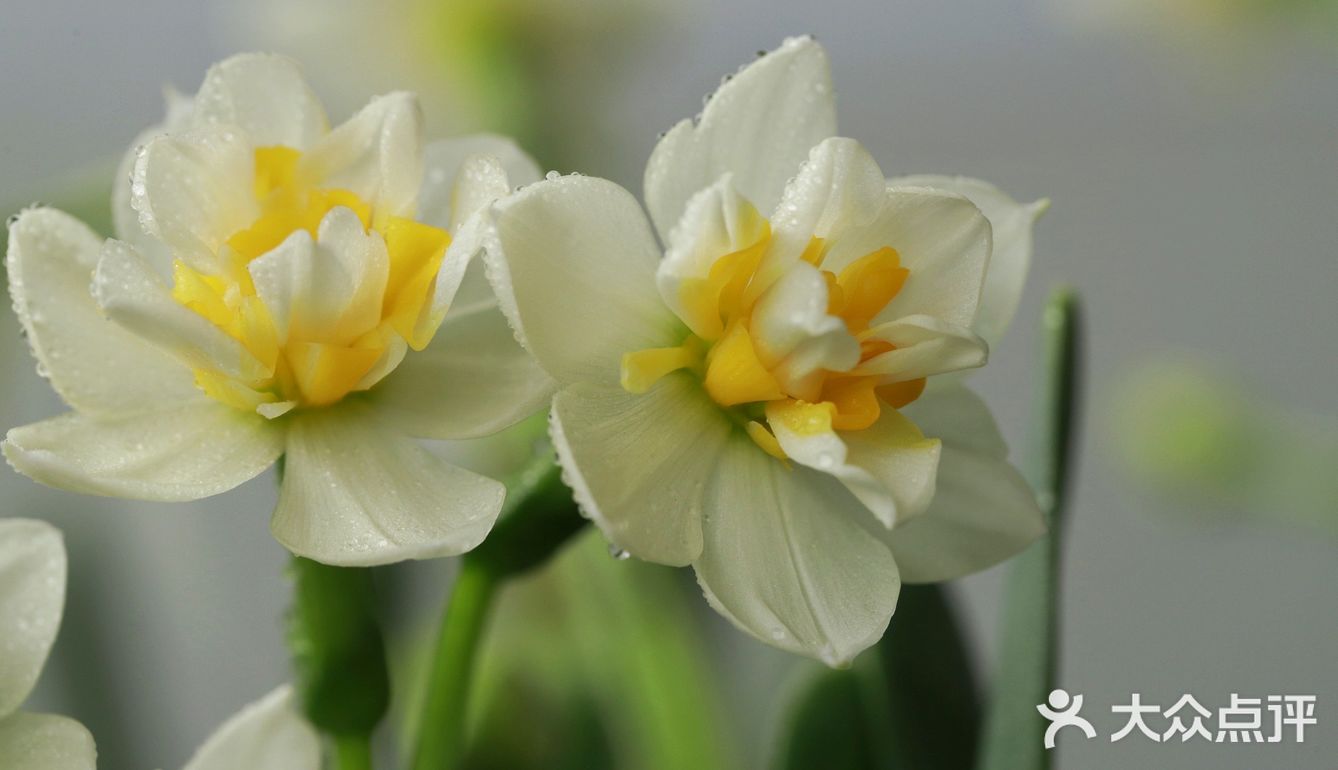 金盏玉台20200309