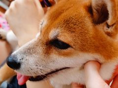 -柴犬高等学院·狗咖·柴犬售卖·宠物训练