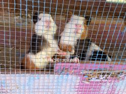 -萌宠亲子动物乐园(槐房万达店)