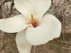 -石家庄市植物园