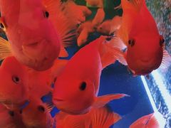 -釜山火炉韩式炭火烤肉(欧洲城店)