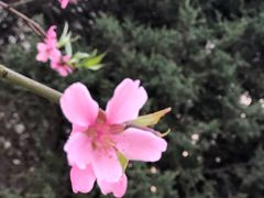 -威克特披萨汉堡