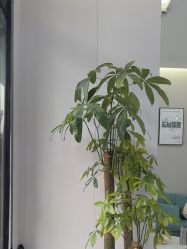 -苗方清颜专业祛痘·皮肤管理