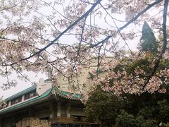 -武汉大学-樱园