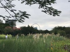 -顺峰山公园