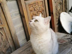 -喵屿·大理花园猫咖