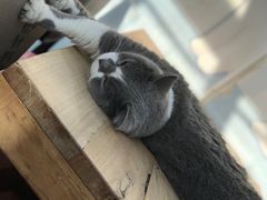 -猫小院猫主题咖啡厅(北锣店)