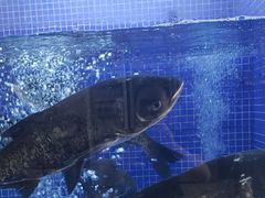 -香山湖渔家大院