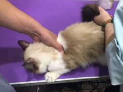 -福懋动物医院·犬猫全科·外科·重症科(杏林分院)