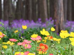 -上海共青森林公园