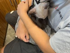 -PETKIT小佩宠物·低压洗护(国顺东路店)