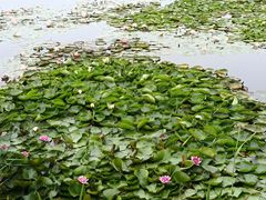 -亚沙水生植物园