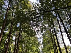 -上海共青森林公园