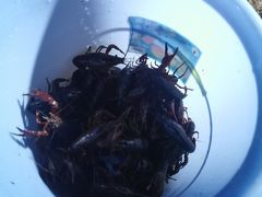 -同銮特种养殖场·龙虾垂钓