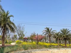 -绵阳盛世樱花悠乐谷