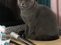 -东方名猫馆·英短金渐层布偶猫舍(环线广场1号楼店)