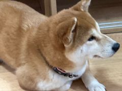 -是阿柴呀！柴犬咖啡·爱喵喵猫咖