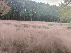 -昆山城市生态森林公园