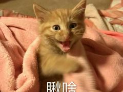 -清真老马家国华牛奶鸡蛋醪糟(正宁路店)