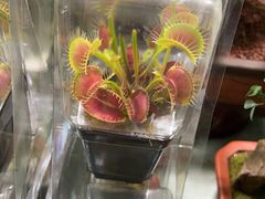 -花鸟鱼虫鲜花绿植市场(玉泉路店)