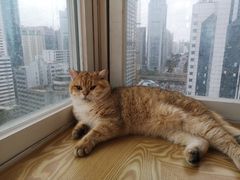 -Heymao猫咖.咖啡厅(东门店)