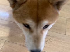 -是阿柴呀！柴犬咖啡·爱喵喵猫咖