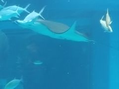 -大阪海游馆
