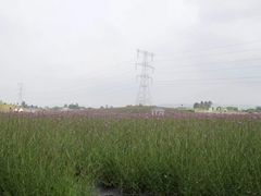 -紫颐香薰山谷景区