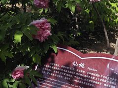 -曹州百花园