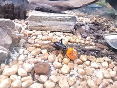 -上海昆虫博物馆