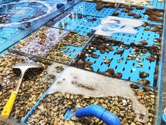 -双合园·海鲜水饺青岛菜(九水东路店)