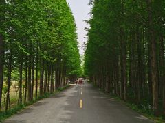 -日照海滨国家森林公园
