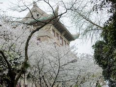 -武汉大学-樱园
