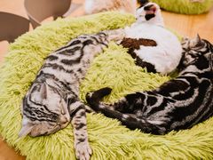 -有喵·猫咖·狗咖·30几只猫10只小狗(岗厦店)