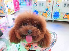 -小象猛犸(炫地购物中心店)