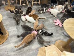 -楼上猫咖(罗湖店)