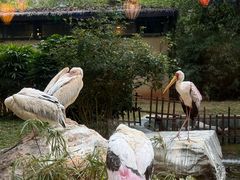 -广州长隆国际大马戏