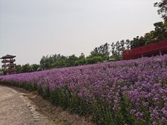 -杭州湾海上花田景区