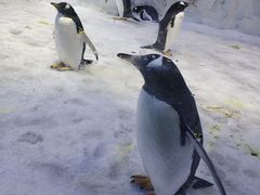 -芜湖新华联大白鲸海洋公园