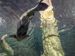 -上海海洋水族馆