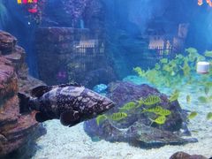 -烟台海昌鲸鲨海洋公园