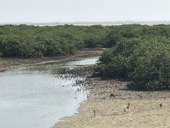 -北海金海湾红树林生态旅游区