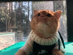 -东方名猫馆·英短金渐层布偶猫舍(环线广场1号楼店)