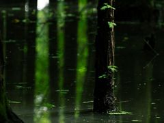 -桤木河湿地公园