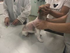 -成都民大动物医院