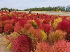 -天津东丽湖风景区