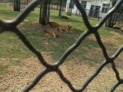 -宿豫区运河湾森林动物园