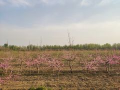 -汉长安城未央宫国家考古遗址公园