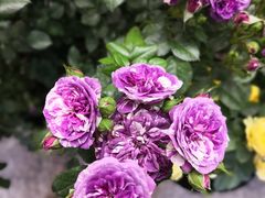 -双季花艺园艺市场(浦东店)