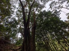 -广州市帽峰山景区
